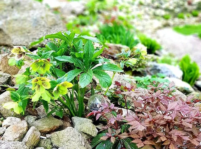 Goralka كارباش